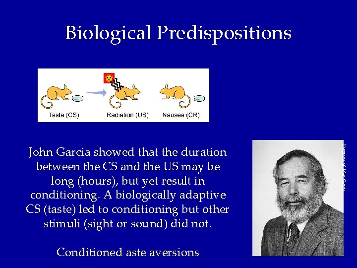 Biological Predispositions Conditioned aste aversions Courtesy of John Garcia showed that the duration between