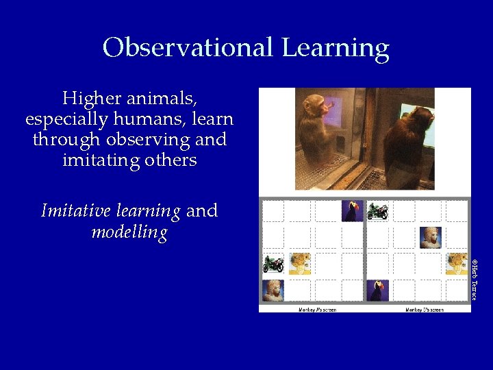 Observational Learning © Herb Terrace Higher animals, especially humans, learn through observing and imitating