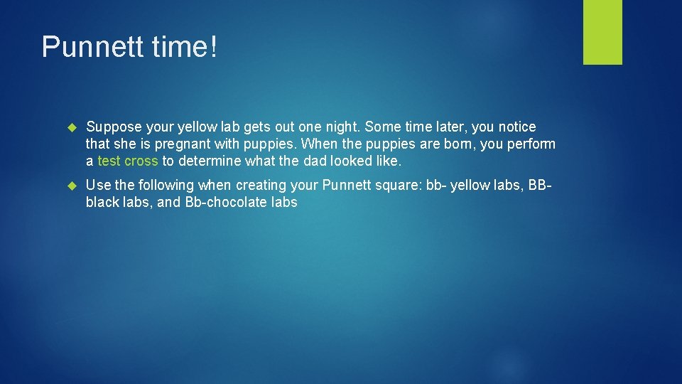 Punnett time! Suppose your yellow lab gets out one night. Some time later, you