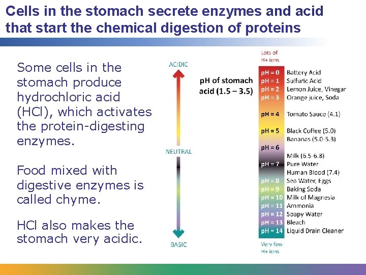 Cells in the stomach secrete enzymes and acid that start the chemical digestion of