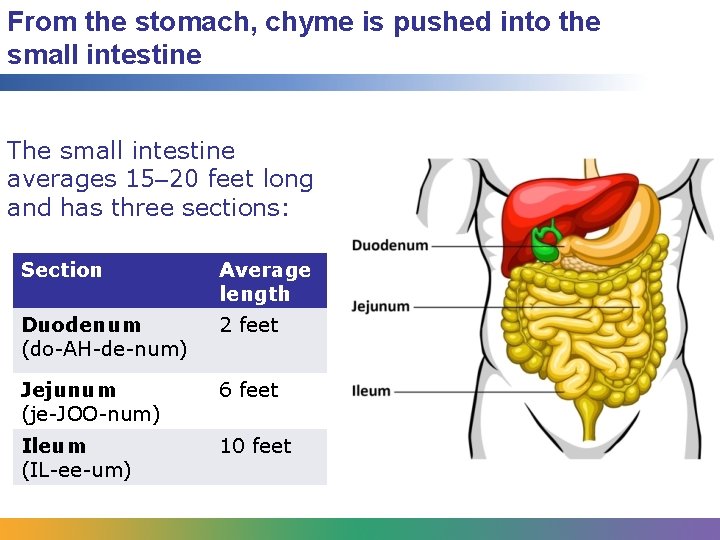 From the stomach, chyme is pushed into the small intestine The small intestine averages