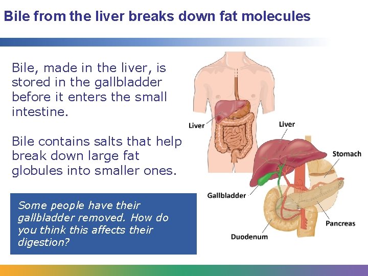 Bile from the liver breaks down fat molecules Bile, made in the liver, is