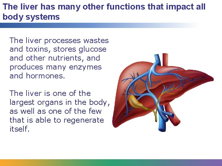 The liver has many other functions that impact all body systems The liver processes
