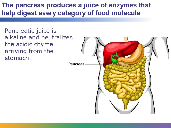 The pancreas produces a juice of enzymes that help digest every category of food