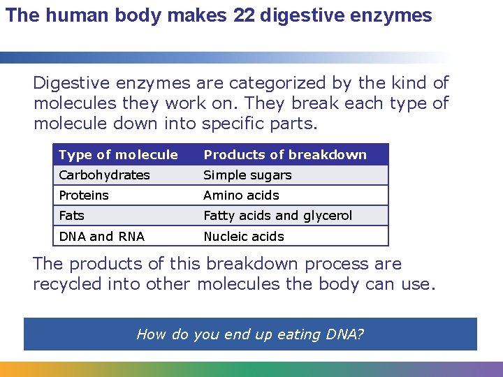 The human body makes 22 digestive enzymes Digestive enzymes are categorized by the kind