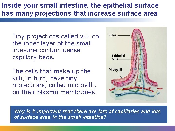 Inside your small intestine, the epithelial surface has many projections that increase surface area