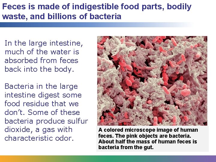Feces is made of indigestible food parts, bodily waste, and billions of bacteria In