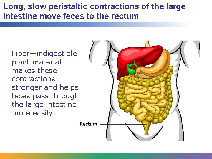 Long, slow peristaltic contractions of the large intestine move feces to the rectum Fiber—indigestible