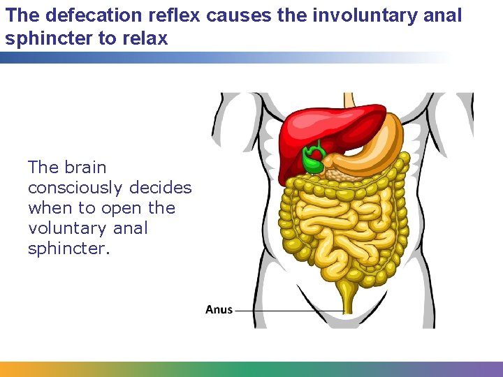 The defecation reflex causes the involuntary anal sphincter to relax The brain consciously decides