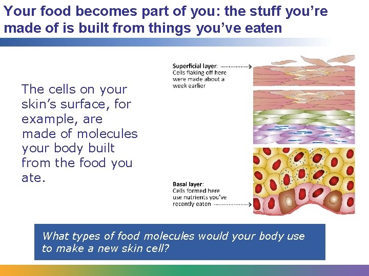 Your food becomes part of you: the stuff you’re made of is built from