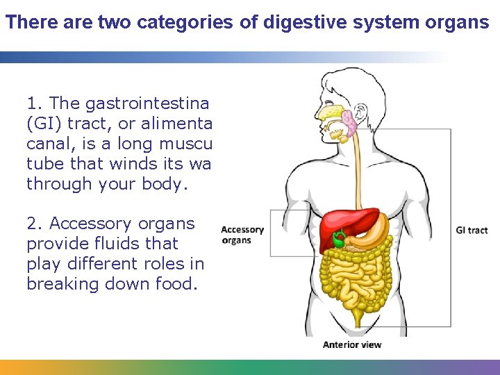 There are two categories of digestive system organs 1. The gastrointestinal (GI) tract, or