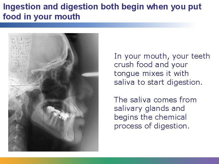 Ingestion and digestion both begin when you put food in your mouth In your