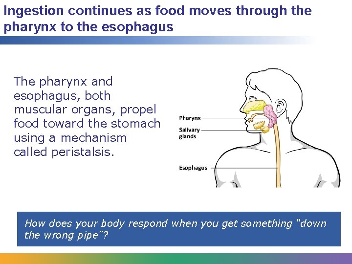 Ingestion continues as food moves through the pharynx to the esophagus The pharynx and
