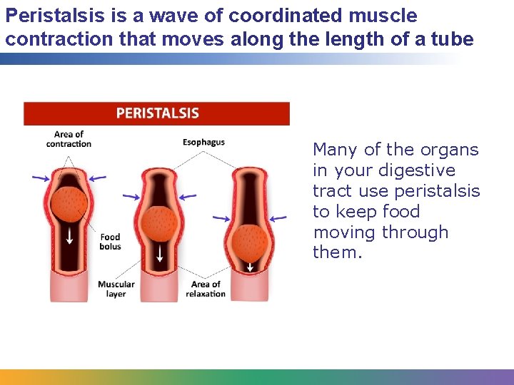 Peristalsis is a wave of coordinated muscle contraction that moves along the length of