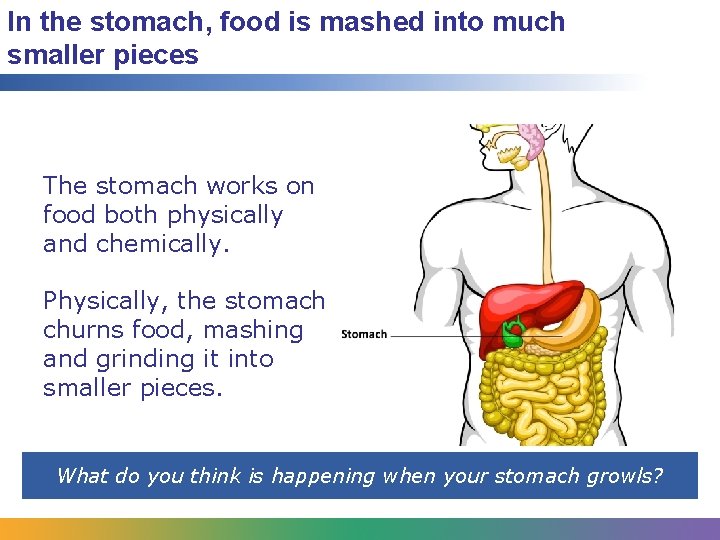 In the stomach, food is mashed into much smaller pieces The stomach works on