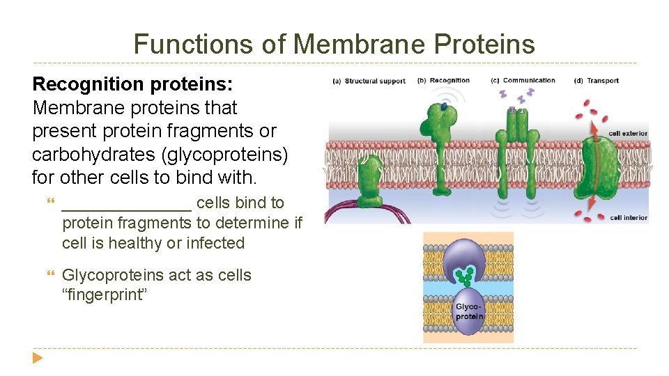 Functions of Membrane Proteins Recognition proteins: Membrane proteins that present protein fragments or carbohydrates