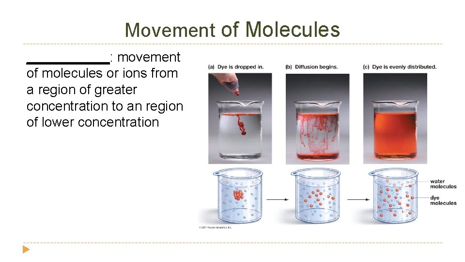 Movement of Molecules ______: movement of molecules or ions from a region of greater