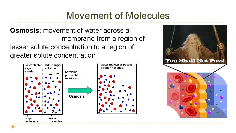Movement of Molecules Osmosis: movement of water across a _______ membrane from a region Movement of Molecules Osmosis: movement of water across a _______ membrane from a region