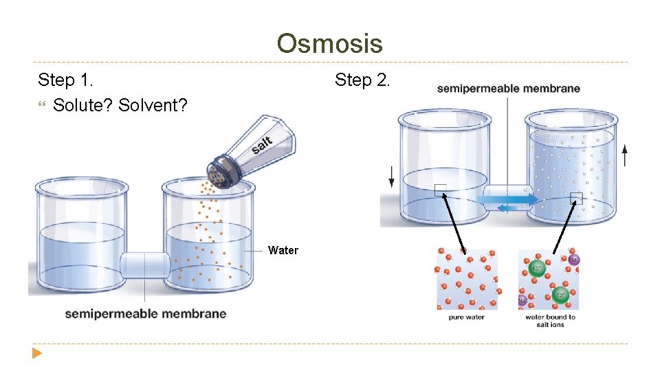 Osmosis Step 1. Solute? Solvent? Step 2. Water 