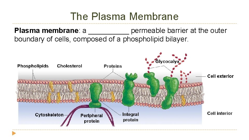 The Plasma Membrane Plasma membrane: a _____ permeable barrier at the outer boundary of The Plasma Membrane Plasma membrane: a _____ permeable barrier at the outer boundary of