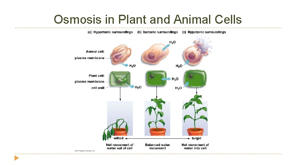 Osmosis in Plant and Animal Cells 