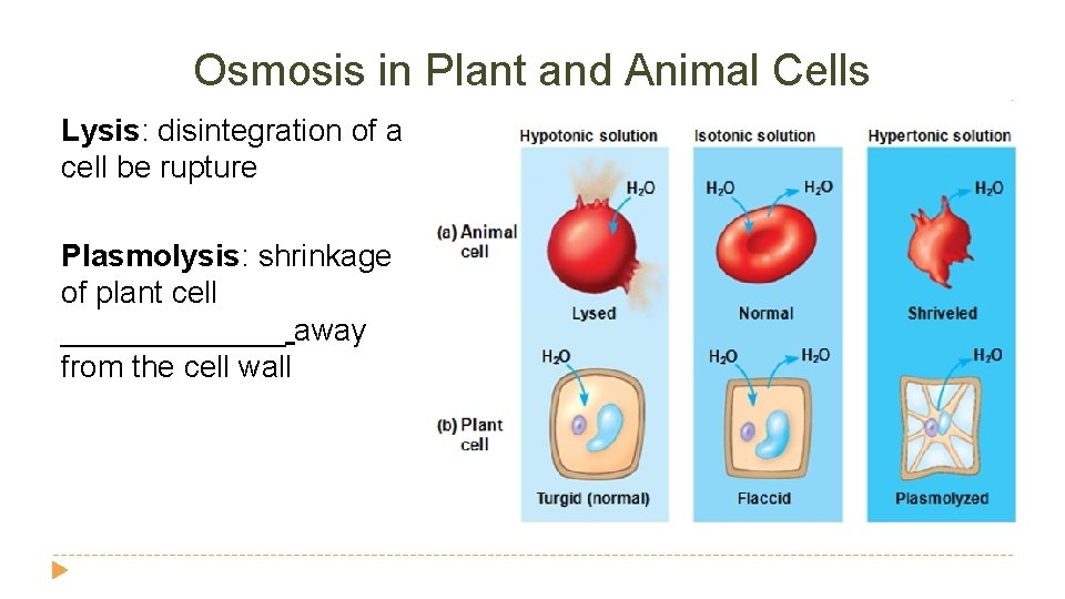 Osmosis in Plant and Animal Cells Lysis: disintegration of a cell be rupture Plasmolysis: