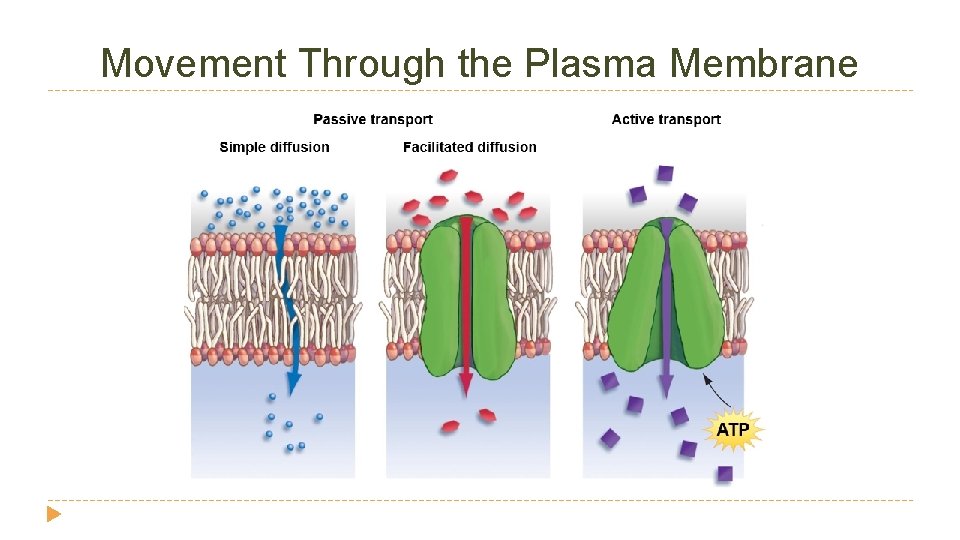 Movement Through the Plasma Membrane Movement Through the Plasma Membrane
