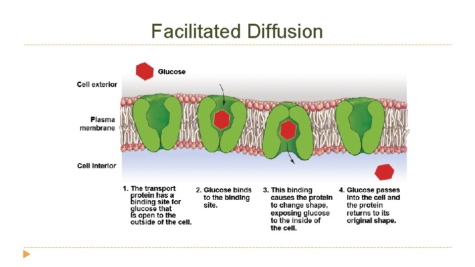 Facilitated Diffusion Facilitated Diffusion