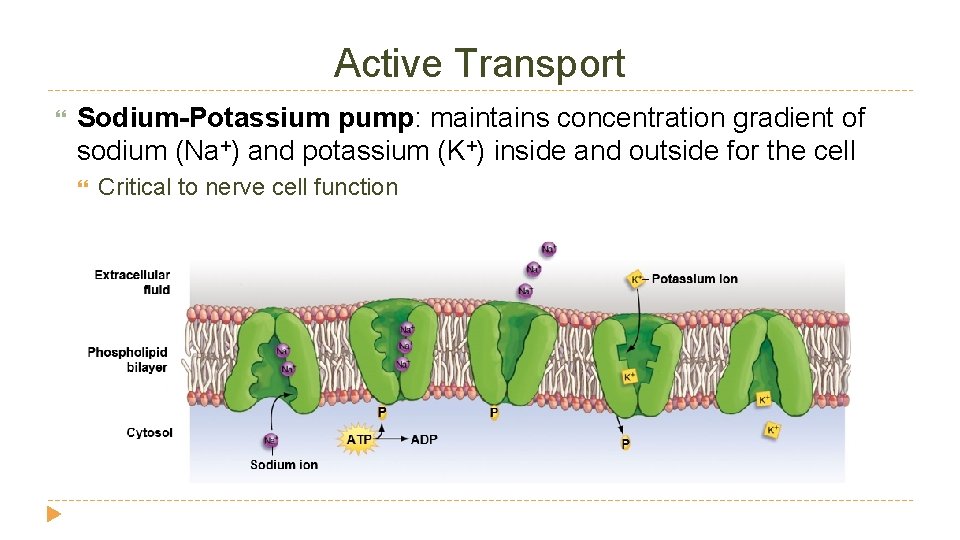 Active Transport Sodium-Potassium pump: maintains concentration gradient of sodium (Na+) and potassium (K+) inside Active Transport Sodium-Potassium pump: maintains concentration gradient of sodium (Na+) and potassium (K+) inside