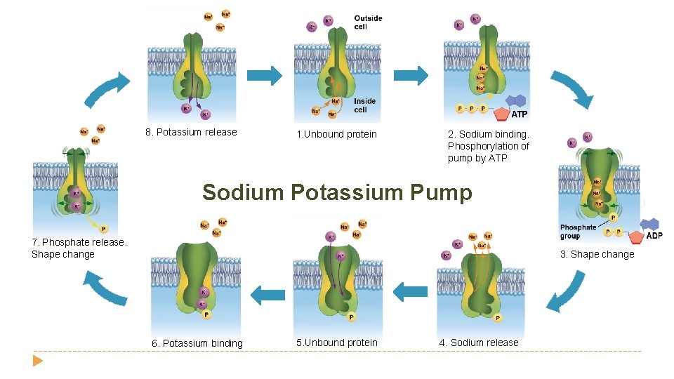 8. Potassium release 1. Unbound protein 2. Sodium binding. Phosphorylation of pump by ATP