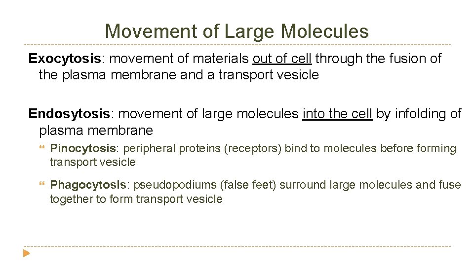 Movement of Large Molecules Exocytosis: movement of materials out of cell through the fusion