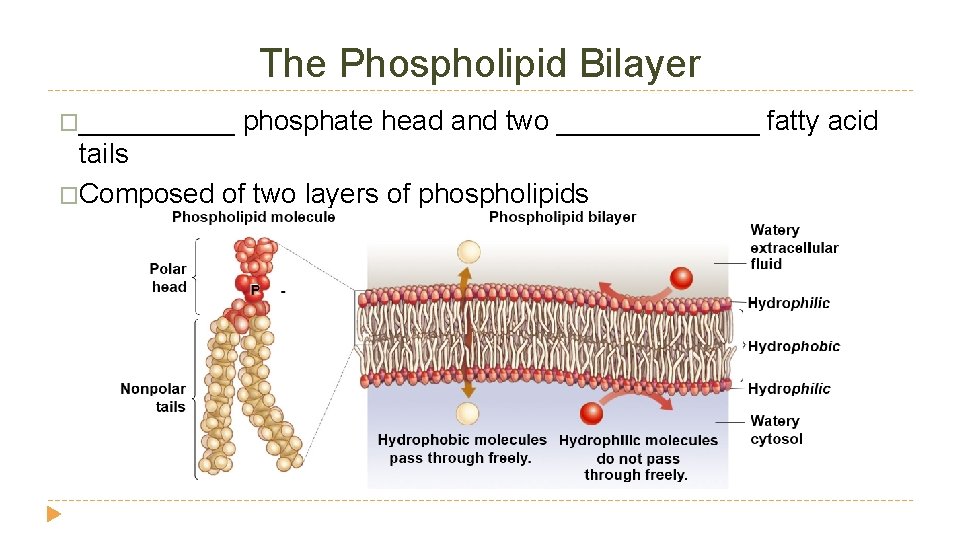 The Phospholipid Bilayer �_____ phosphate head and two _______ fatty acid tails �Composed of The Phospholipid Bilayer �_____ phosphate head and two _______ fatty acid tails �Composed of