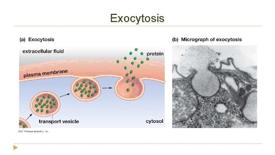 Exocytosis 
