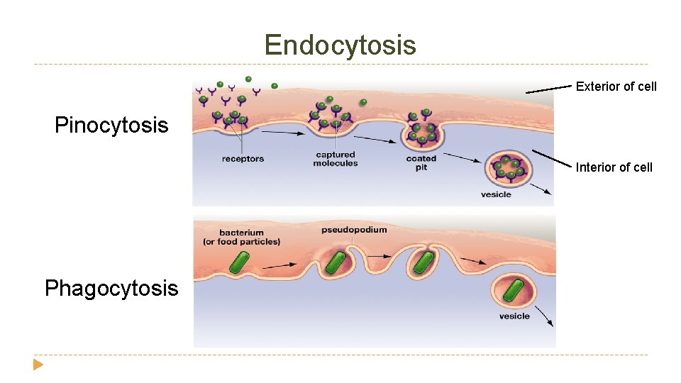 Endocytosis Exterior of cell Pinocytosis Interior of cell Phagocytosis 