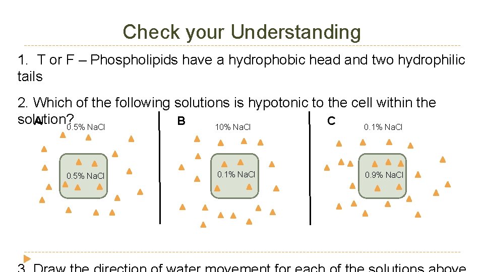 Check your Understanding 1. T or F – Phospholipids have a hydrophobic head and Check your Understanding 1. T or F – Phospholipids have a hydrophobic head and