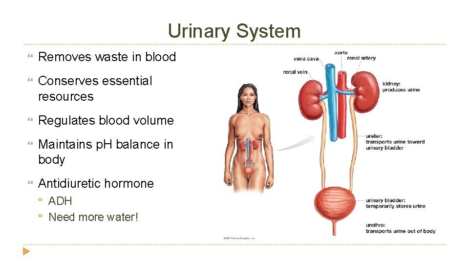 Urinary System Removes waste in blood Conserves essential resources Regulates blood volume Maintains p. Urinary System Removes waste in blood Conserves essential resources Regulates blood volume Maintains p.