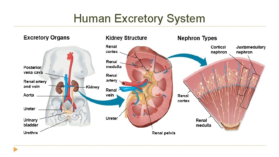 Human Excretory System Human Excretory System
