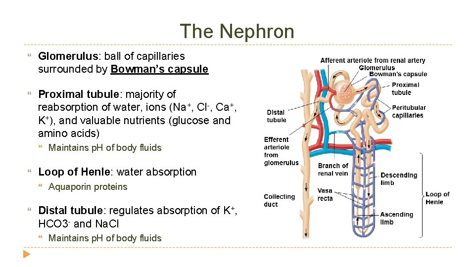 The Nephron Glomerulus: ball of capillaries surrounded by Bowman’s capsule Proximal tubule: majority of The Nephron Glomerulus: ball of capillaries surrounded by Bowman’s capsule Proximal tubule: majority of