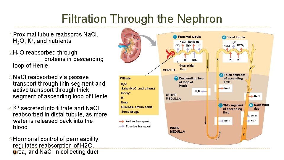 Filtration Through the Nephron 1. Proximal tubule reabsorbs Na. Cl, H 2 O, K+,