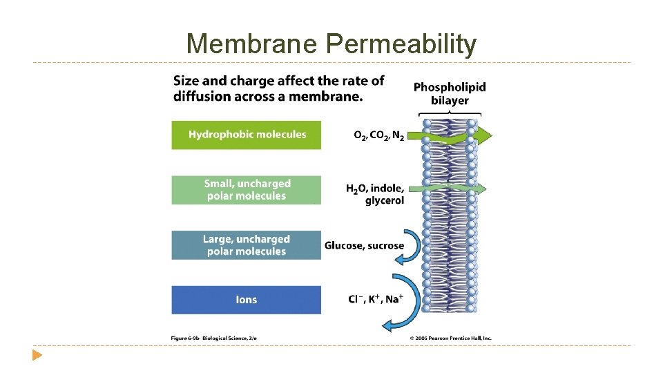 Membrane Permeability Membrane Permeability