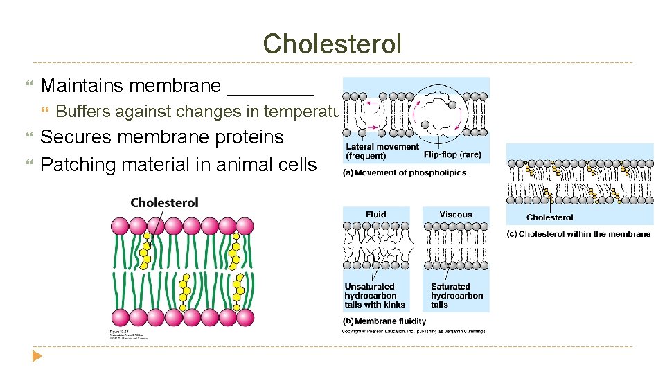 Cholesterol Maintains membrane ____ Buffers against changes in temperature Secures membrane proteins Patching material