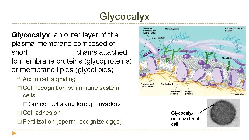 Glycocalyx: an outer layer of the plasma membrane composed of short ______ chains attached