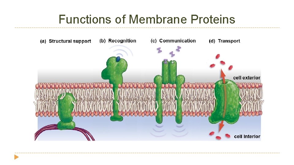 Functions of Membrane Proteins 
