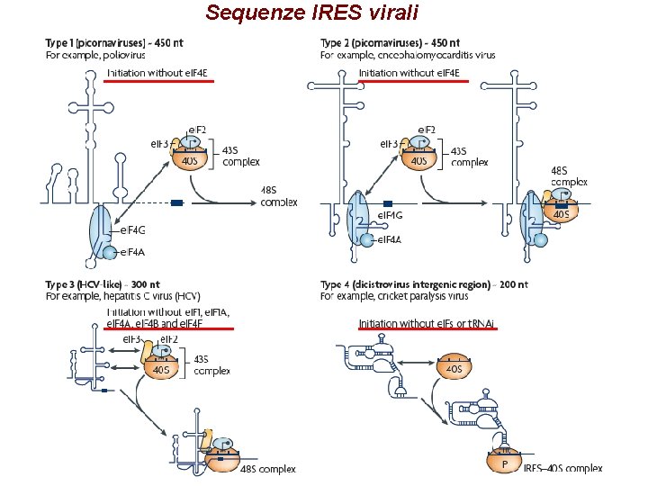 Sequenze IRES virali 