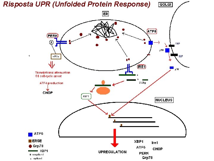 Risposta UPR (Unfolded Protein Response) 
