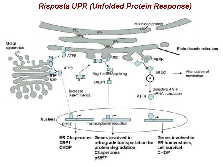 Risposta UPR (Unfolded Protein Response) 