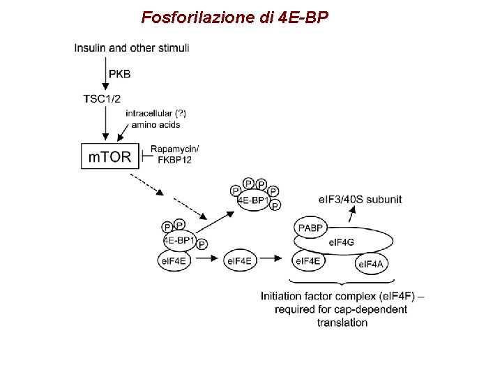Fosforilazione di 4 E-BP 