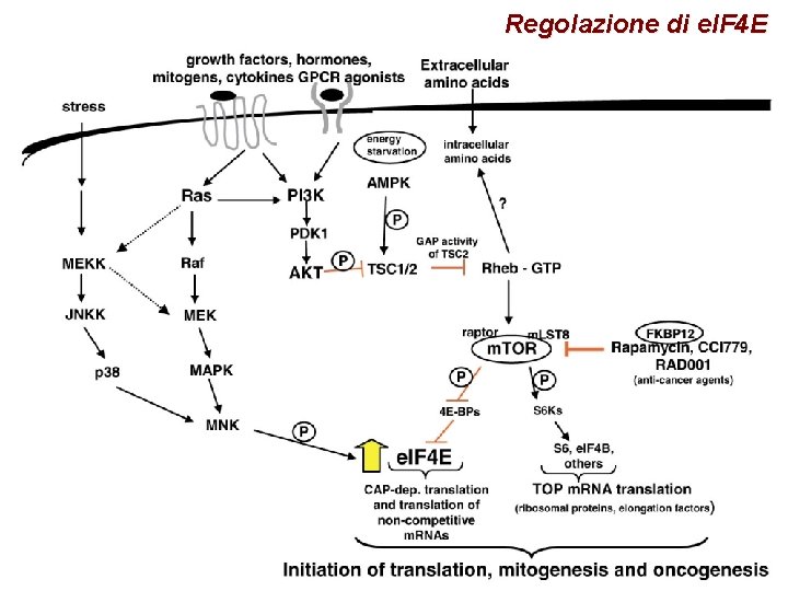 Regolazione di e. IF 4 E 