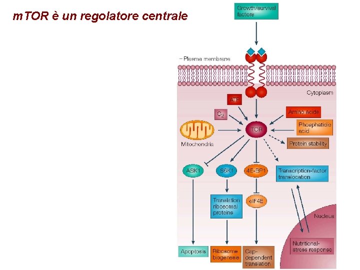 m. TOR è un regolatore centrale 