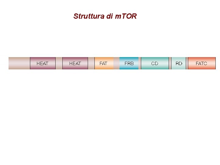 Struttura di m. TOR 